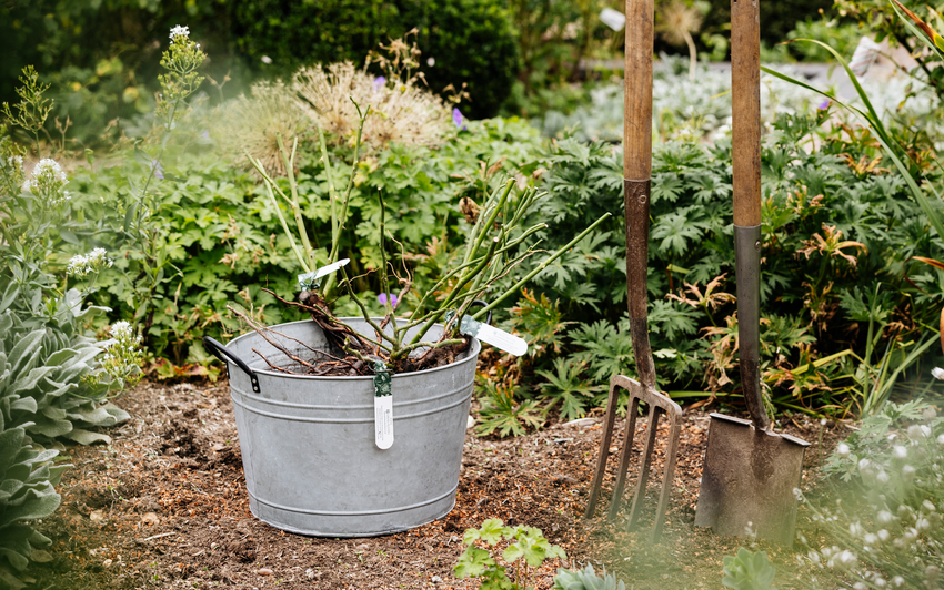 Get Your Garden Ready for Bare Root Rose Season