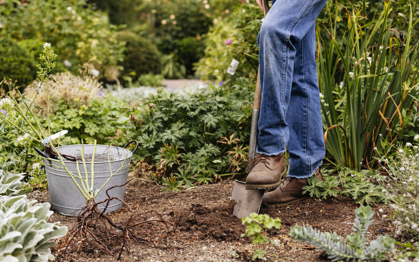Bare Root or Potted? Why Our Roses Come Two Ways