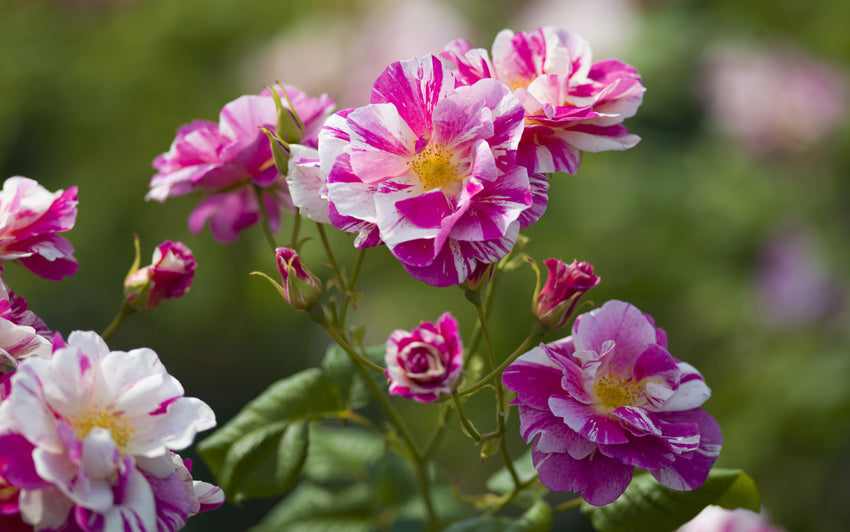 The King's Rose: Our First Striped English Rose, Named in Honour of King Charles III