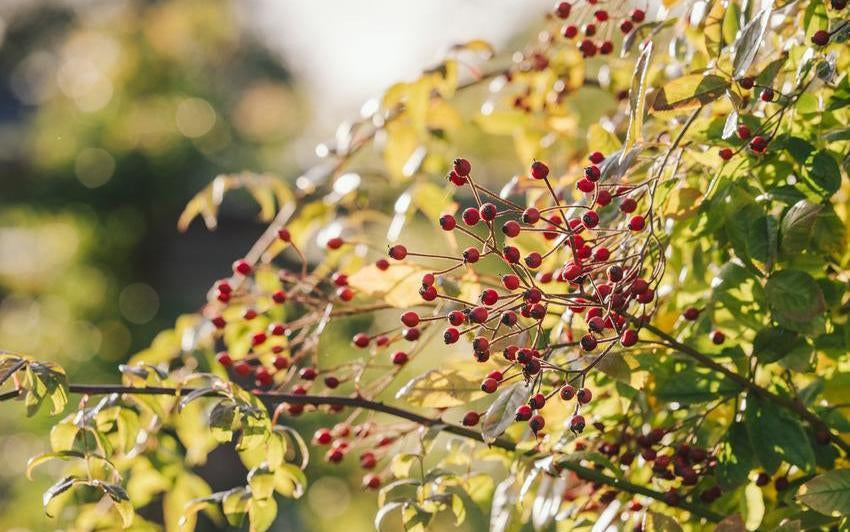 Using Rose Hips for Christmas: Natural Crafts and Winter Garden Inspiration