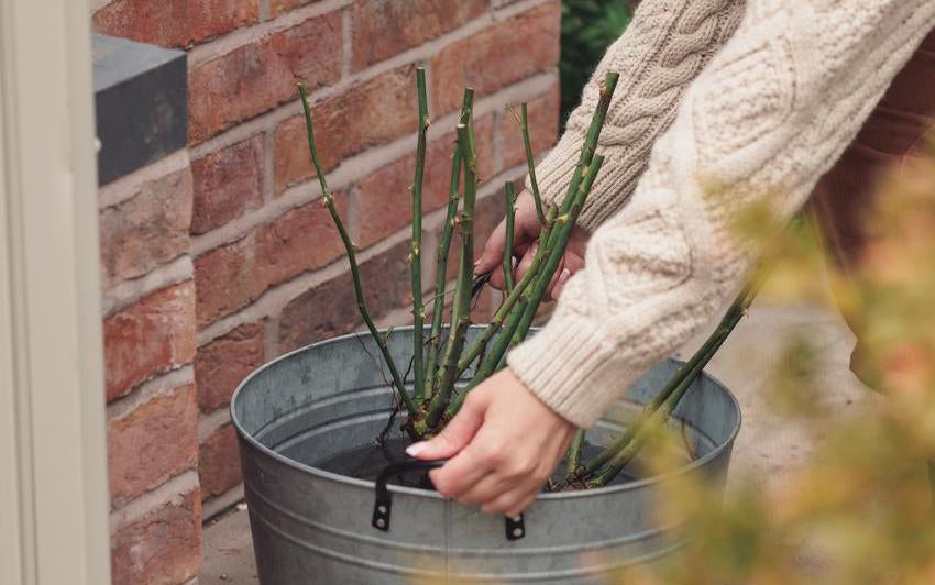 Caring for 2-Quart Potted and Bare Root Roses Until You Are Ready to Plant