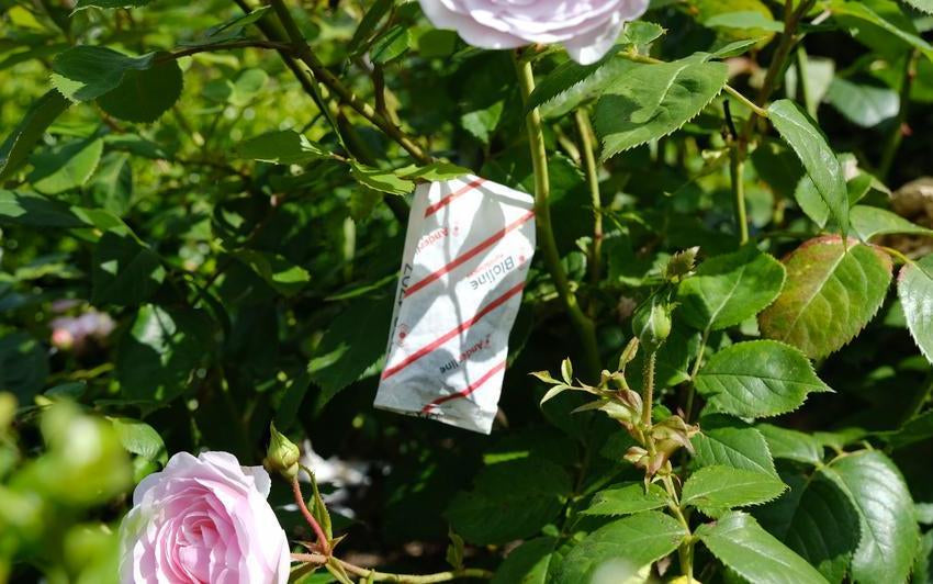 Spider Mites on Roses: Meet the Tiny Pest That Loves Your Roses