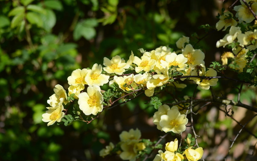 Yellow Canary Bird rose close up