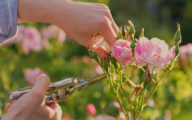 Rose Care – Tagged 