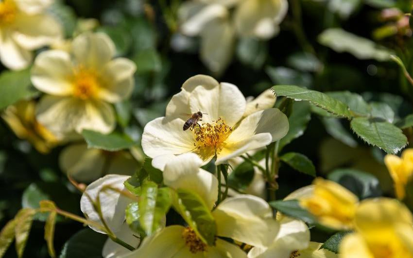 Roses to Welcome Pollinators into the Garden