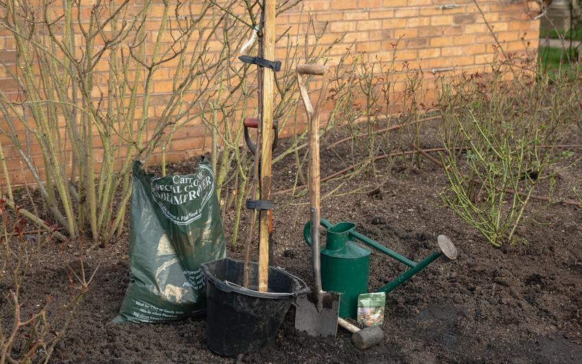 How to Plant Bare Root Standard Roses: Step-by-Step