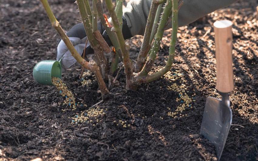 Using the Right Feed for Your English Roses | David Austin