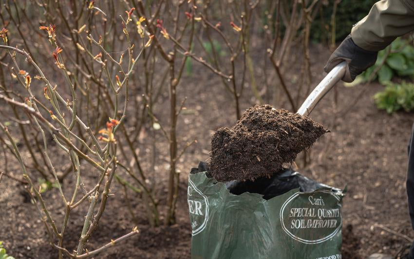 Person holding a spade with soil improver to mulch a rose