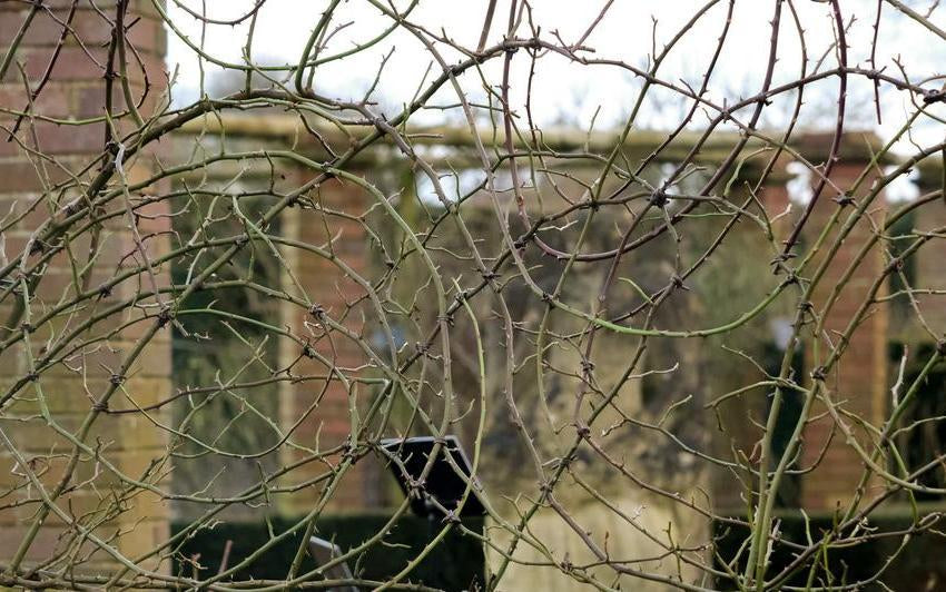 Roses train and tied in shapes at David Austin