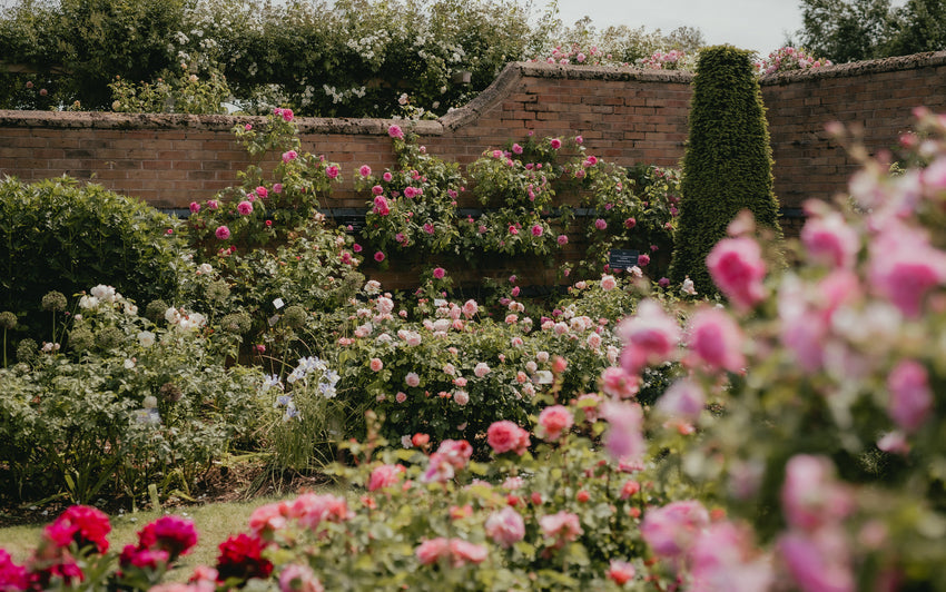 A Year in Bloom: Looking Back at 2025