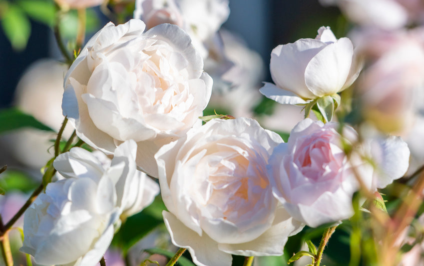 Valentine’s Day Roses and the Story Behind the Day | David Austin