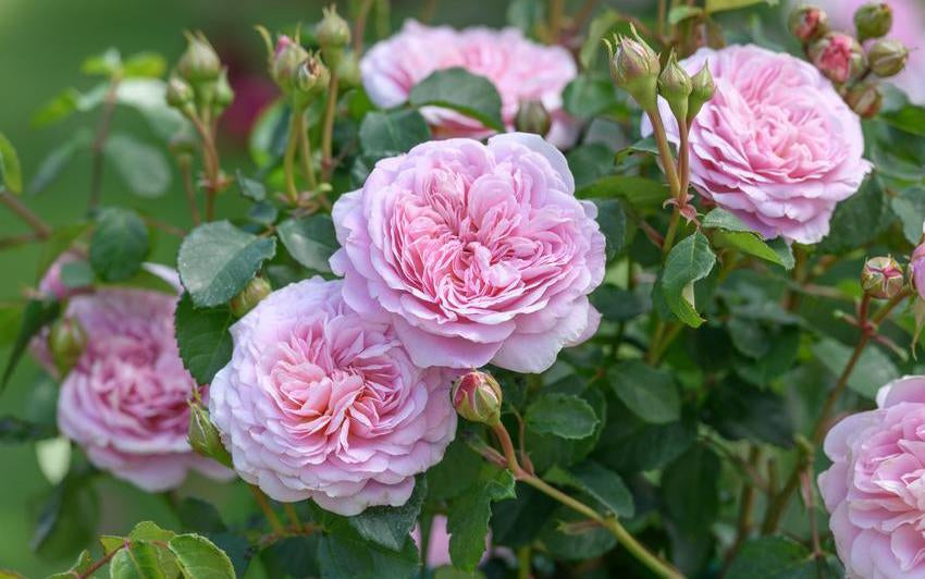 How to Design and Use Pink Roses in Your Garden