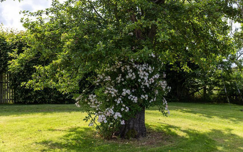 Francis E Lester rambling rose growing into a tree