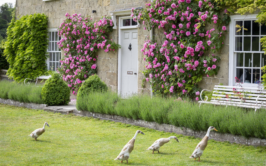 Gertrude Jekyll pink rose climber bred by David Austin on a wall with ducks roaming a garden