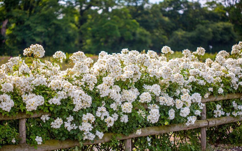 Kew Gardens white rose bred by David Austin