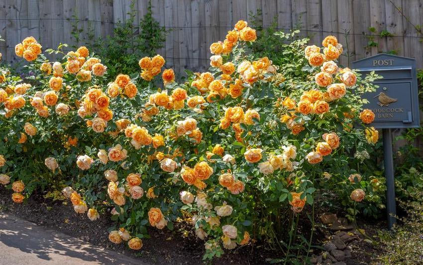 How to Design a Garden with Apricot and Orange Roses