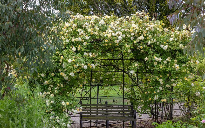 How to Grow Climbing and Rambling Roses Over a Pergola