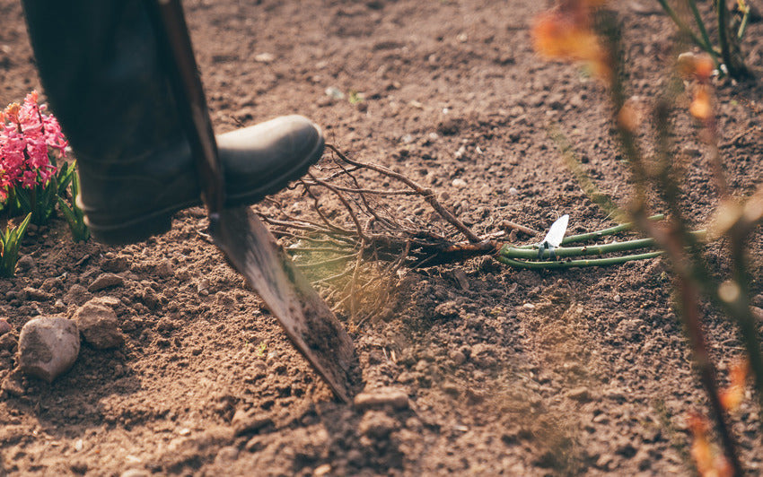 Planting Bare Root Shrub Roses in the Ground: Step-by-Step