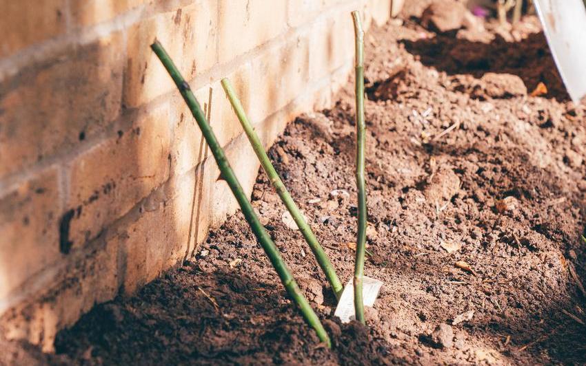 Bare root rose bred by David Austin in the ground