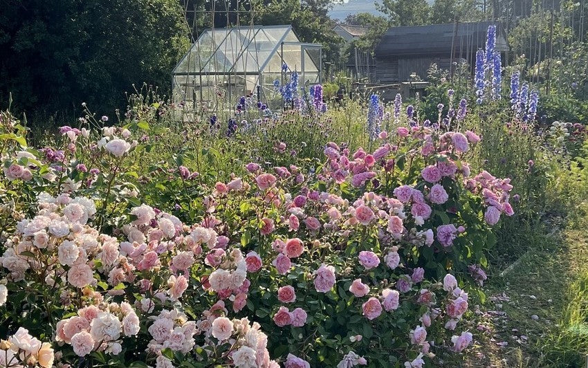 Best Roses for Allotments and Vegetable Patches: A Beginner’s Guide