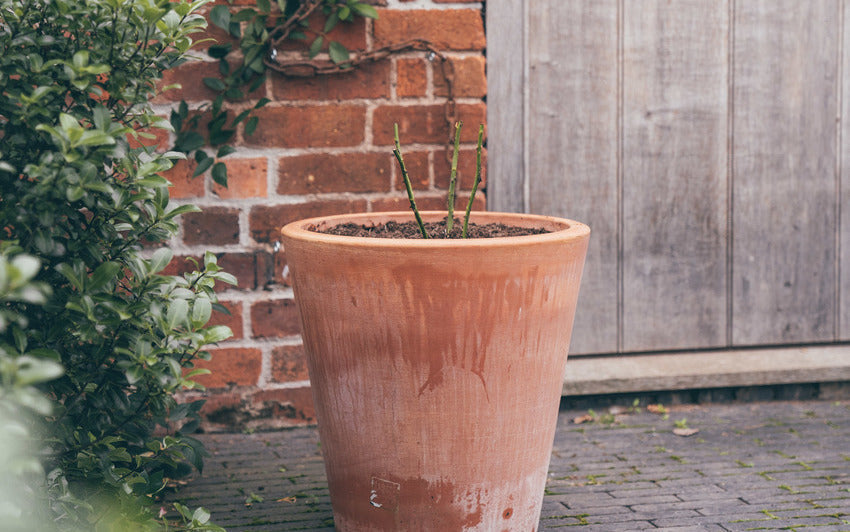 Planting Bare Root Climbing Roses in a Pot | David Austin