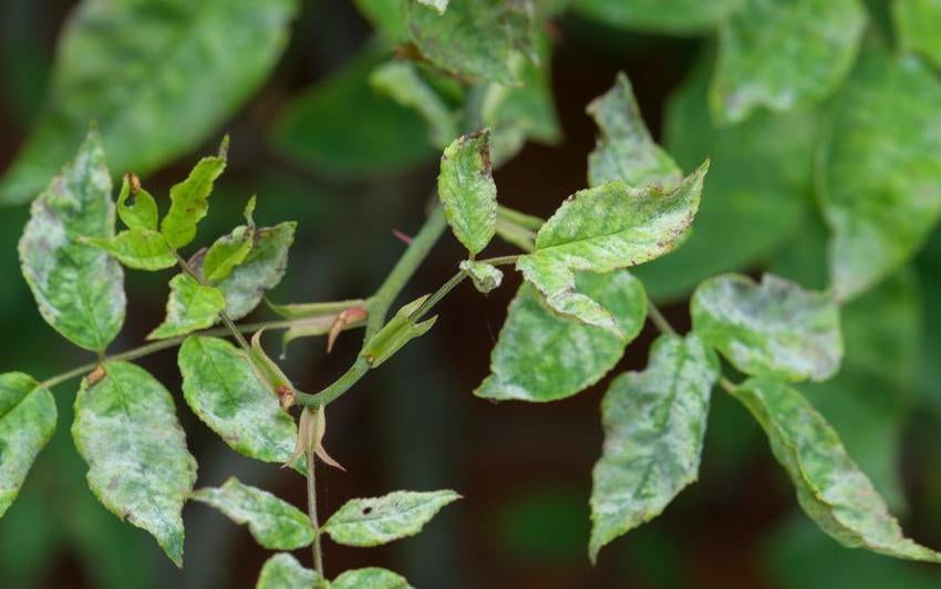 Managing Powdery Mildew on Your Roses | David Austin