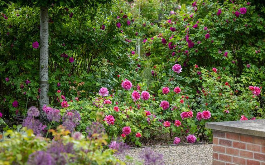 Best Fragrant Roses for Autumn: Scent and Colour Beyond Summer