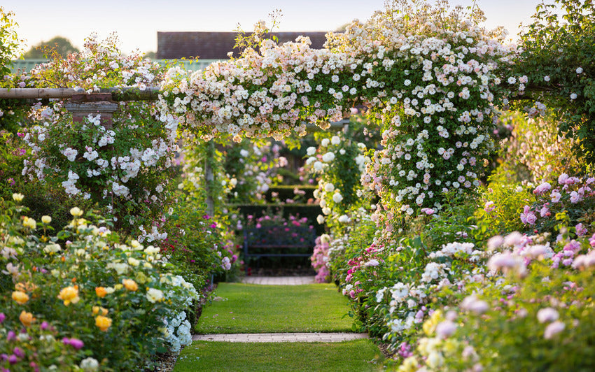 What the Longest Day Reveals About Roses