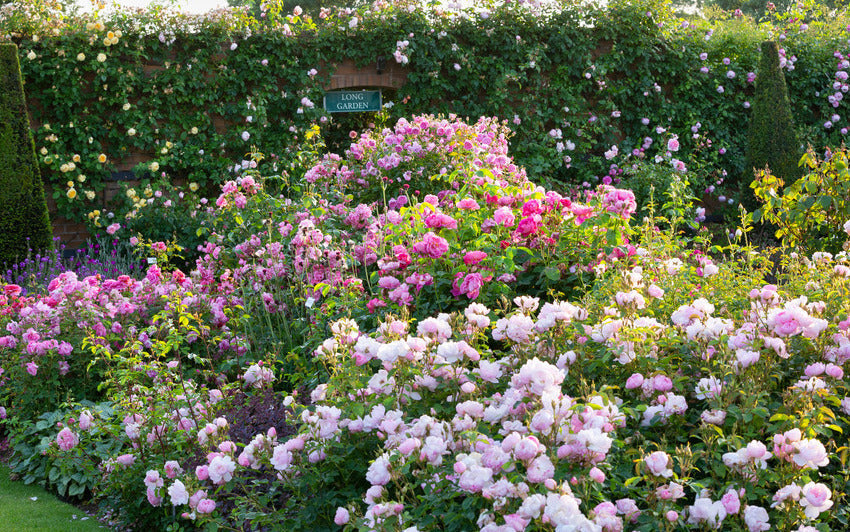Wind-Swept Charm: English Roses for Exposed Locations | David Austin