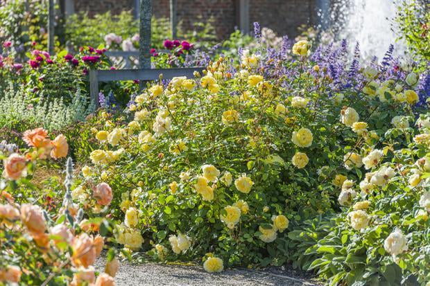 What’s the Difference Between Bare Root and 2-Quart Roses?