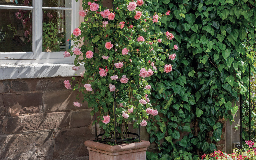 Strawberry Hill rose bred by David Austin in a pot