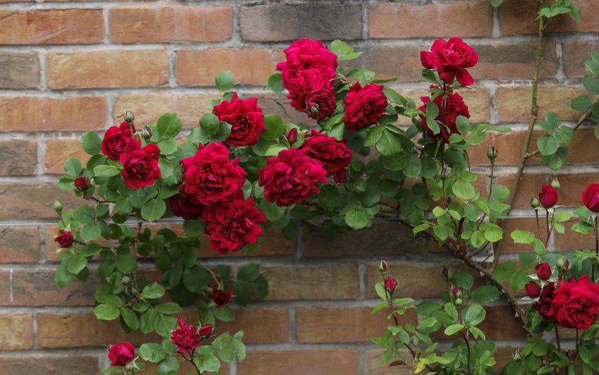 Using Red Roses to Bring Richness and Depth to the Garden