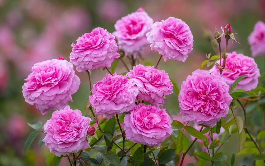 Finding the Right Rose for Your Garden: How Often Would You Like Your Rose to Flower?