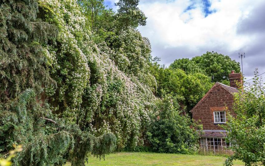 How to Plant and Grow a Rambling Rose Up a Tree
