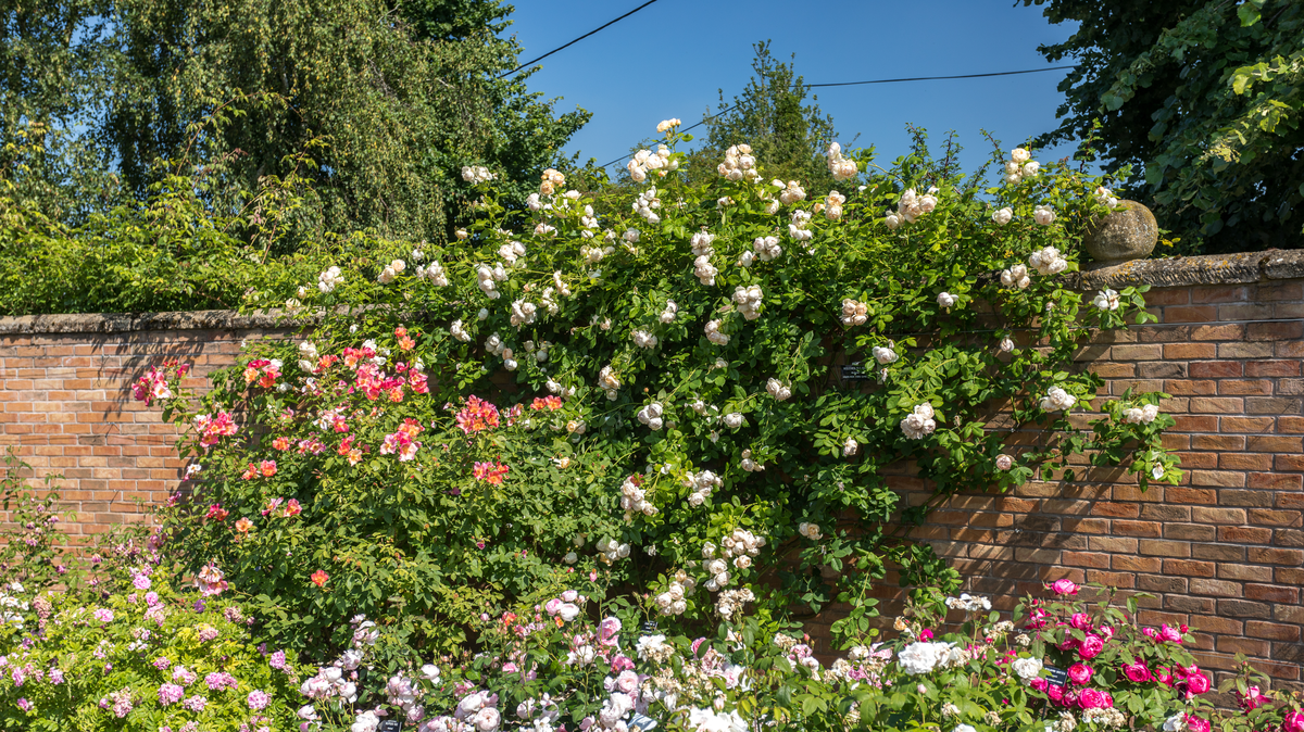 Transform Walls with Climbing Roses