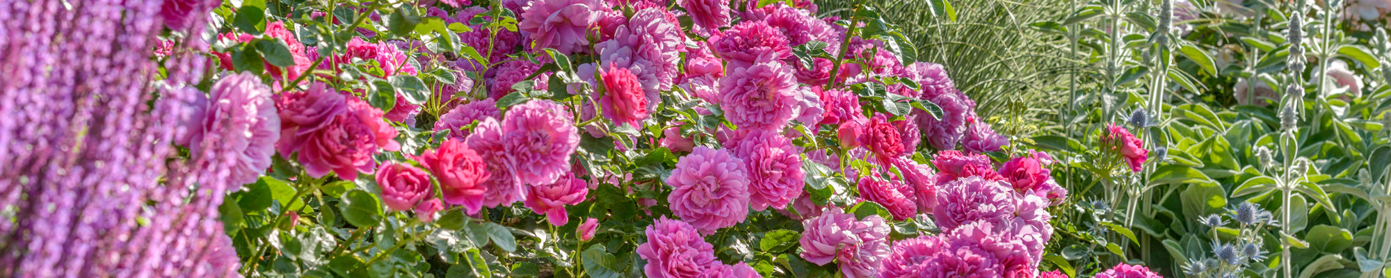 Roses Suitable for Zones 6 to 7 - David Austin Roses