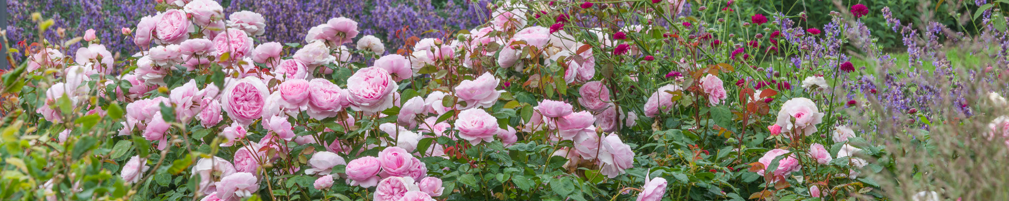 Highly Recommended Roses - David Austin Roses