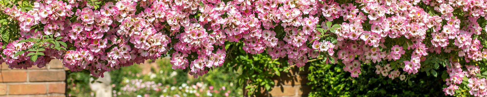 Rambling Roses - David Austin Roses