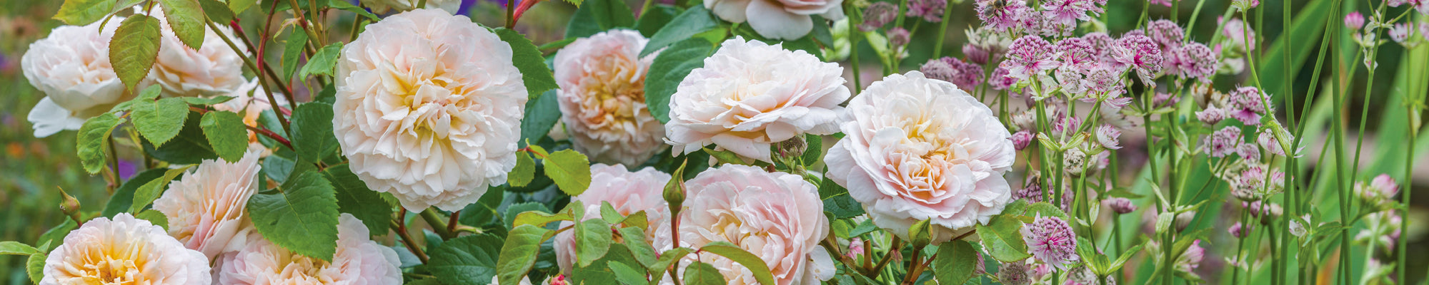 Roses Suitable for Zones 4 to 5 - David Austin Roses