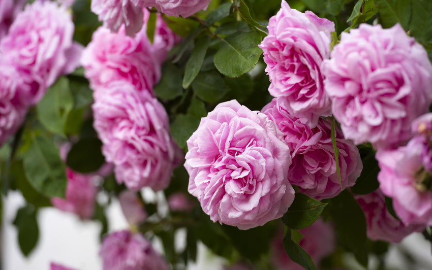 Rose roseです ※10月6日までお取り置きもできますᵕ̈* Rosé – 'rosie' review: revealing the woman behind the K-pop star