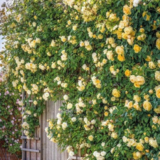 Anlwick Roses The Alnwick Rose (Ausgrab) | English Shrub Rose | David Austin Roses