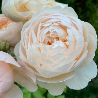 Windermere (Aushomer) | English Shrub Rose | David Austin Roses