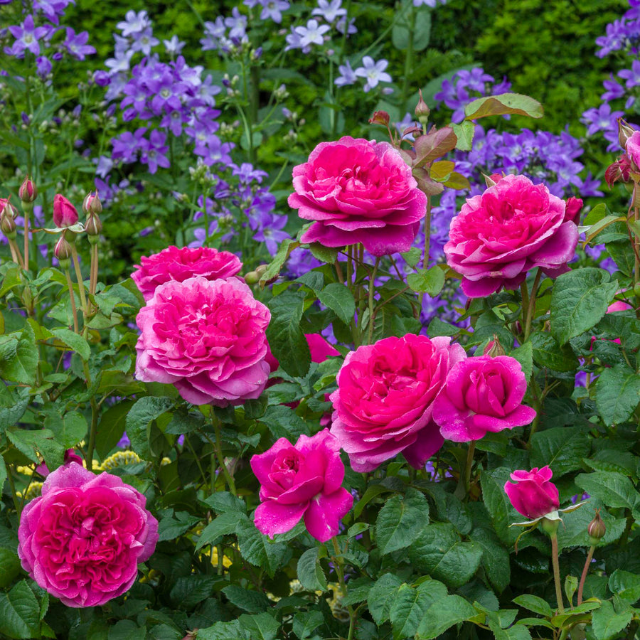 James L. Austin (Auspike) | English Shrub Rose | David Austin Roses