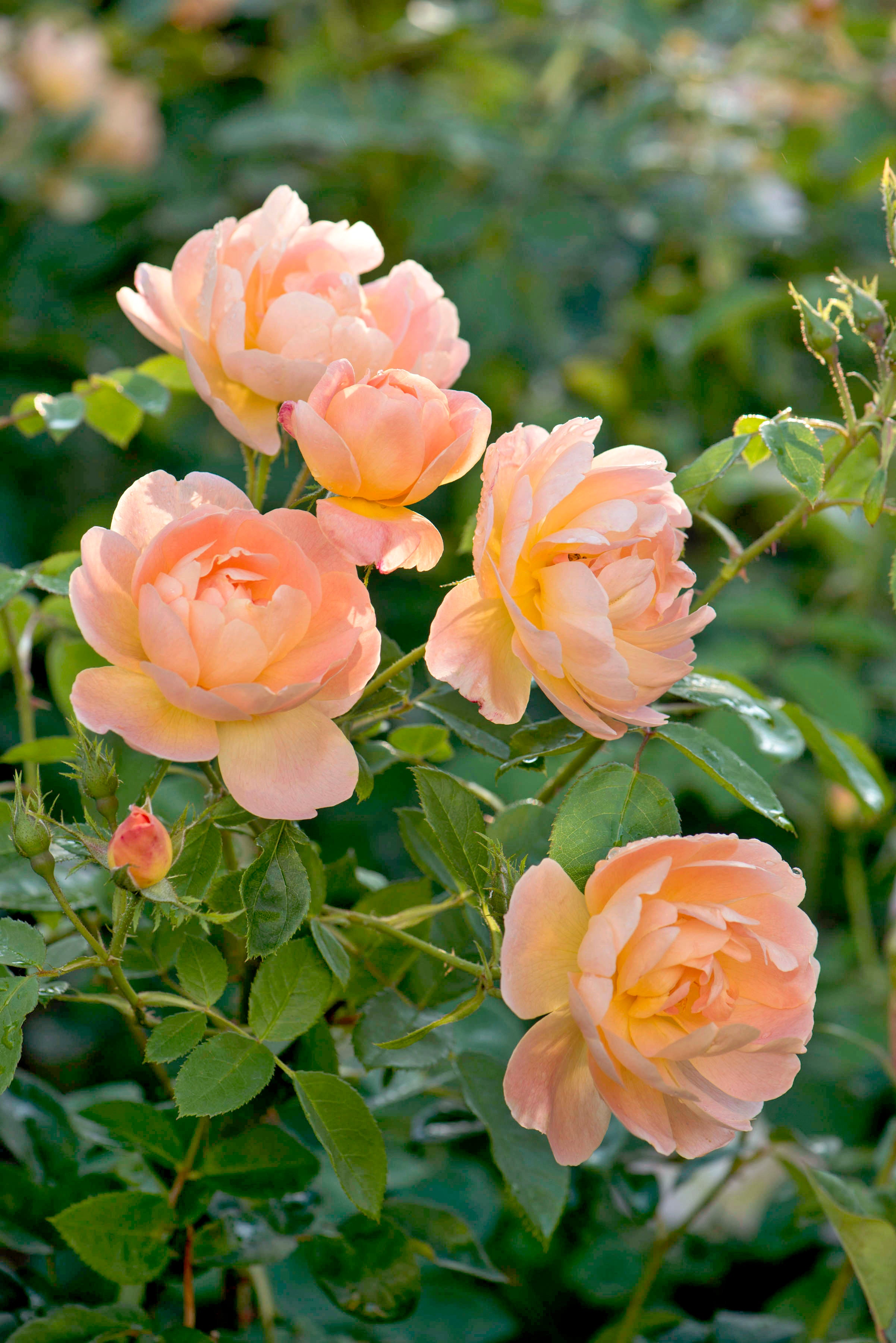 The Lark Ascending English shrub rose bred by David Austin