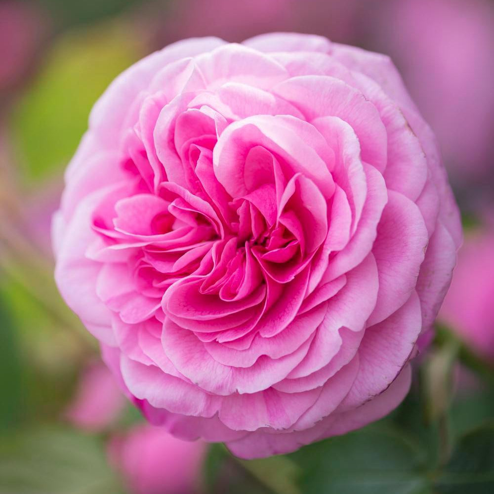 Gertrude Jekyll® 10 Rose Hedging Bundle