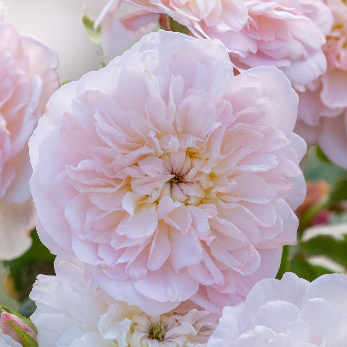 Pink English Shrub Roses Elizabeth | English Shrub Rose | David Austin Roses