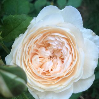 David Austin Roses Windermere