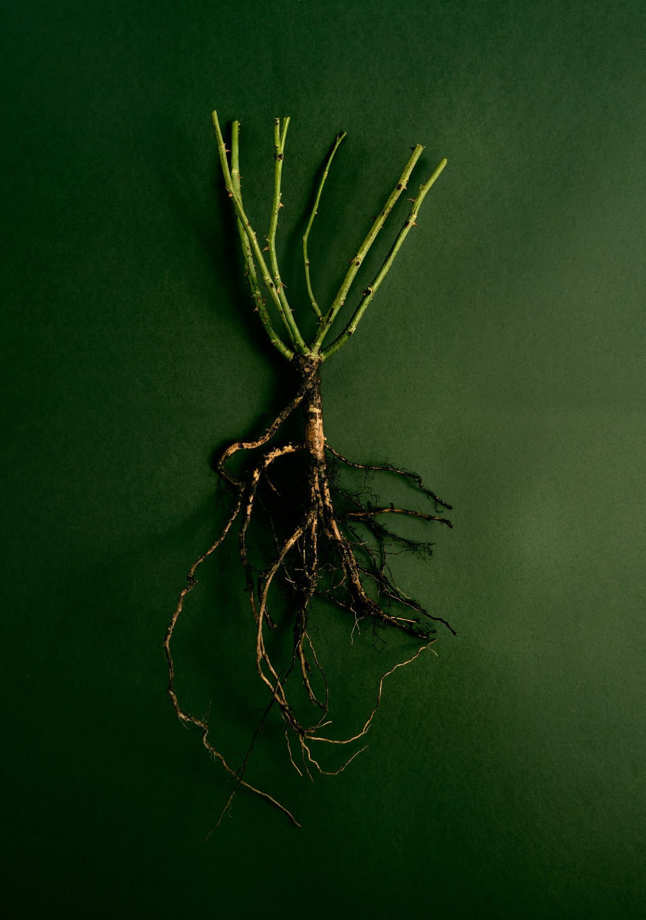 Bare root rose studio shot against a green background