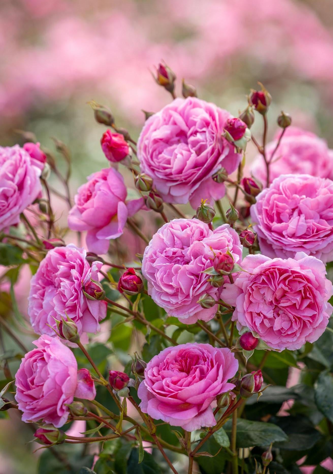 Penelope Lively pink rose bred by David Austin