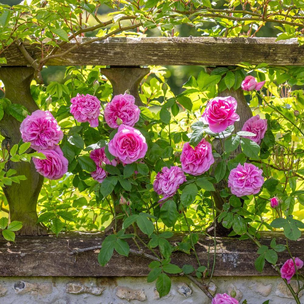 The Fragrance of the World's Favourite Rose | David Austin
